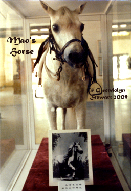 MAO ZEDONG'S HORSE
On Display in Yan'an, China, Photograpshed by GWENDOLYN STEWART, c. 2013;
All Rights Reserved